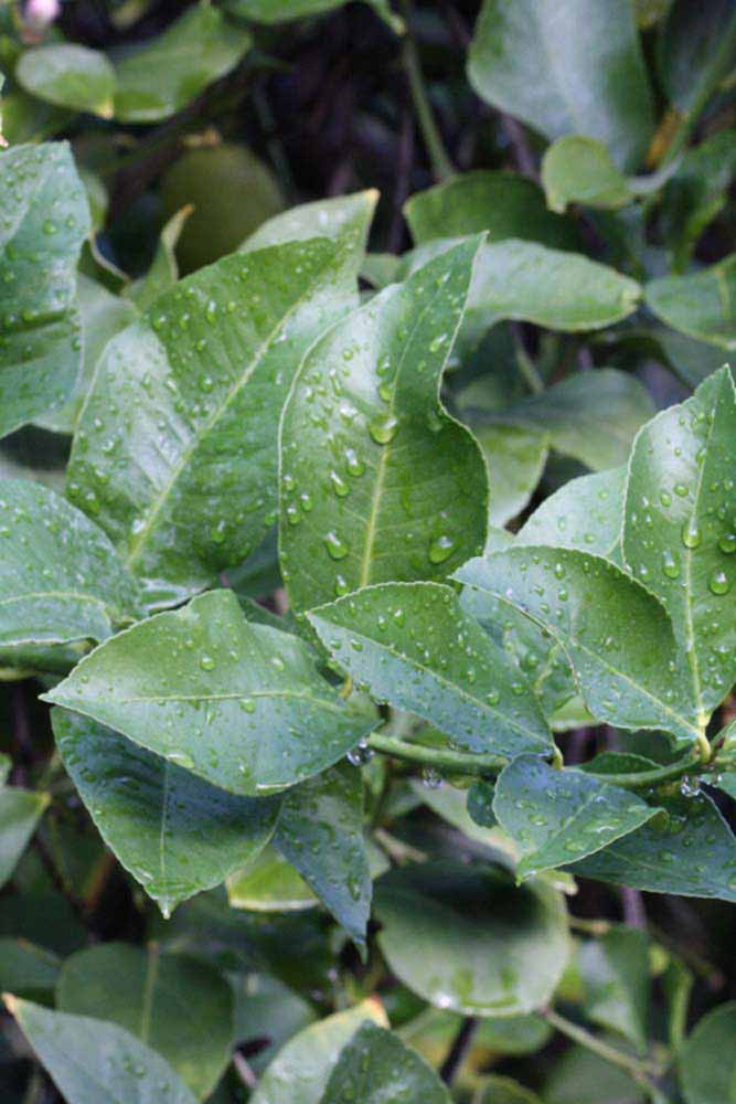            Sun leaves (Corona Foothill, Riverside, CA)   